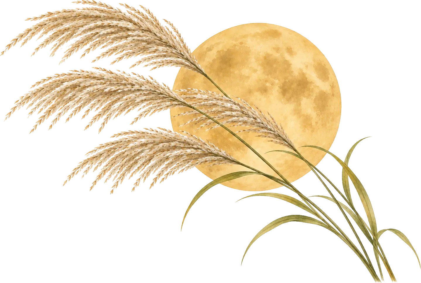 Harvest moon and susuki — illustration