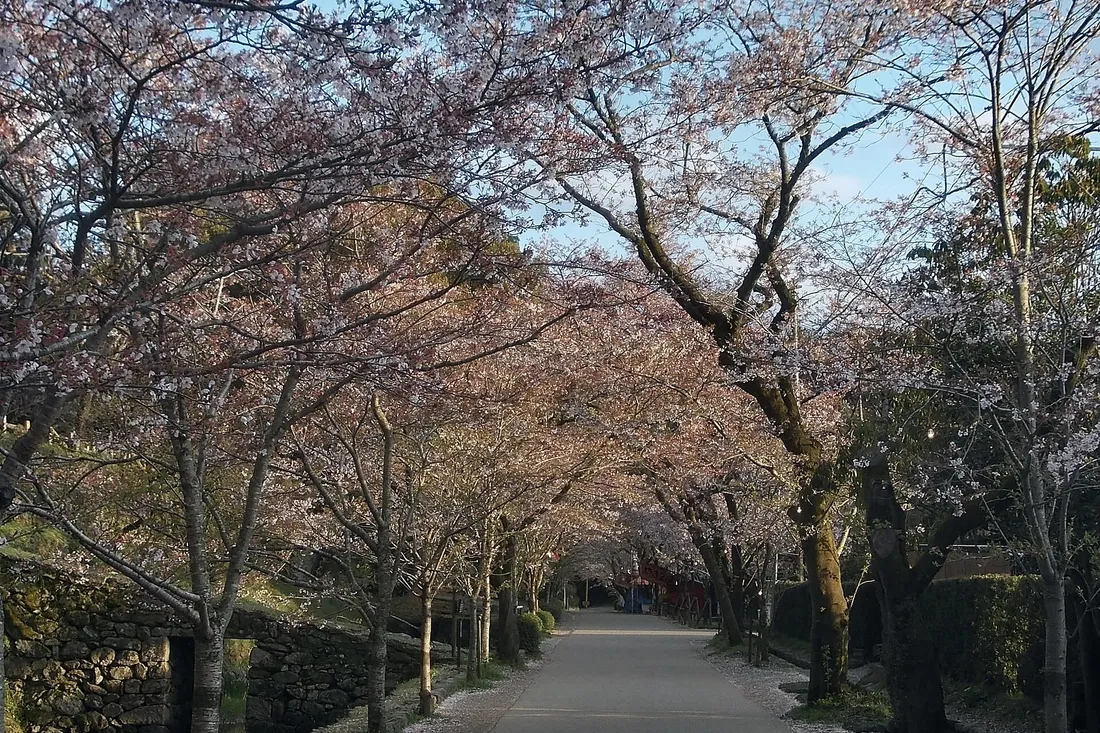 The cherry avenue of Sugi-no-baba in Akizuki closing over the road in early April