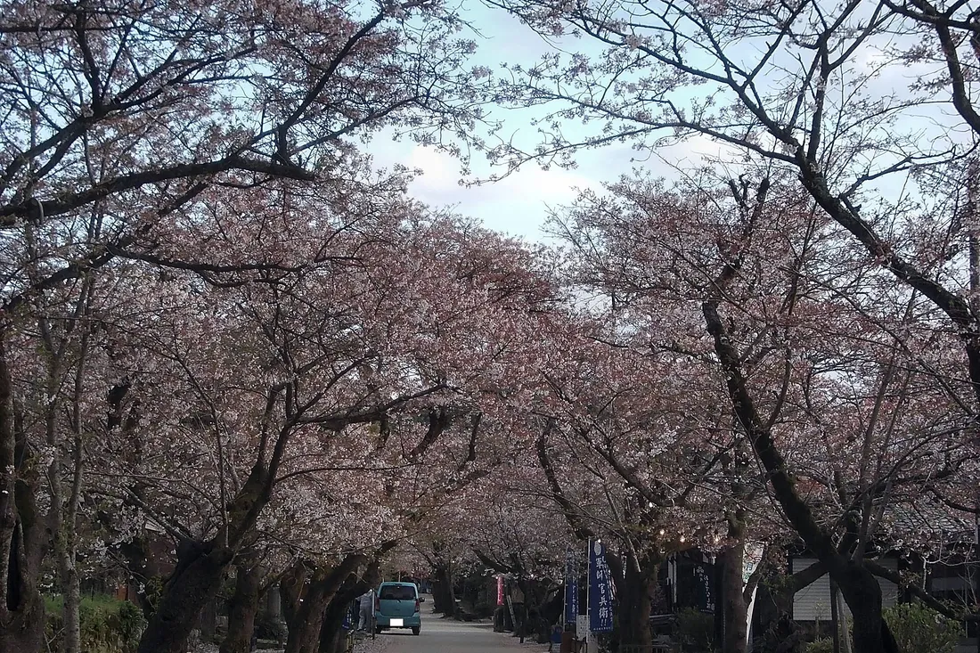 Cherry trees meeting over Sugi-no-baba street in Akizuki, with a car passing under them