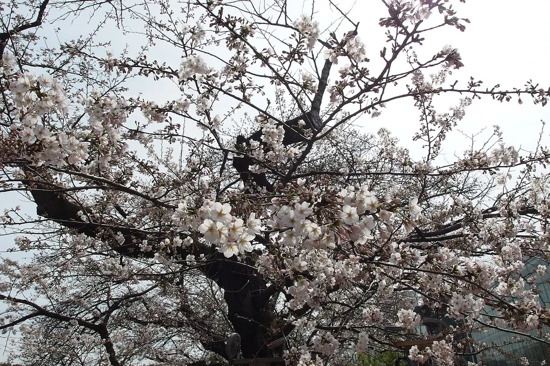 Cherry blossom on the branches above the Chidorigafuchi promenade at the end of March