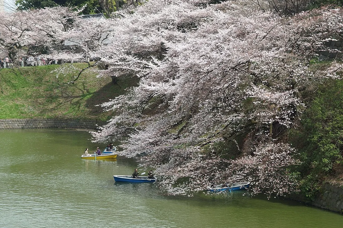 Rowing boats under the cherry blossom on the Chidorigafuchi moat at the end of March