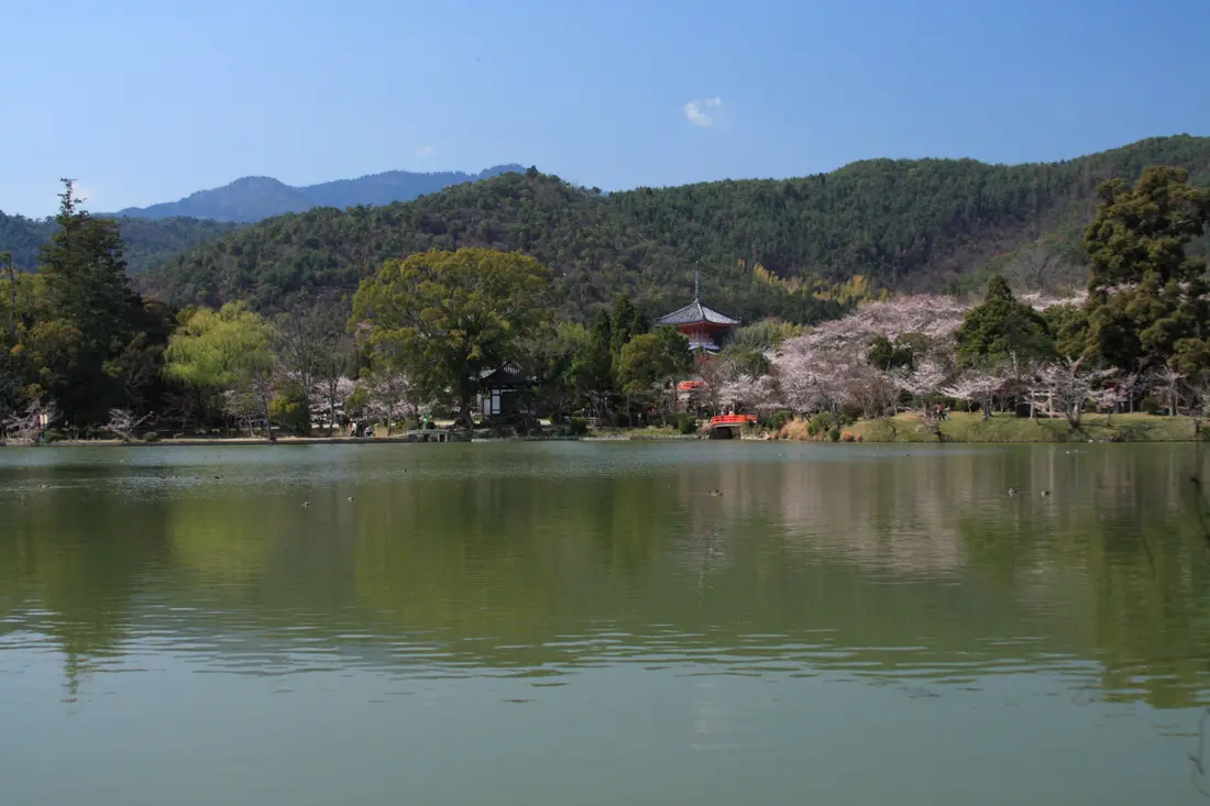 Cherry trees around Osawa Pond at Daikaku-ji in spring