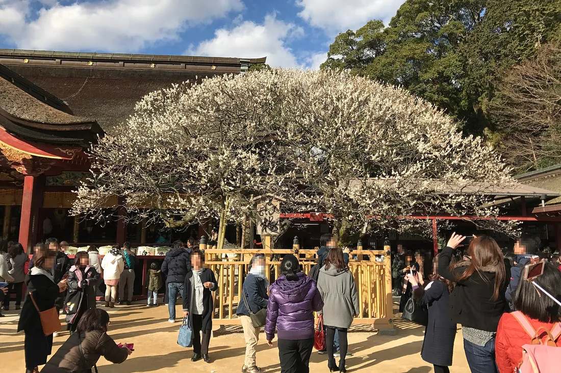 The white Tobiume in full flower before the main hall of Dazaifu Tenmangu, with a crowd of worshippers