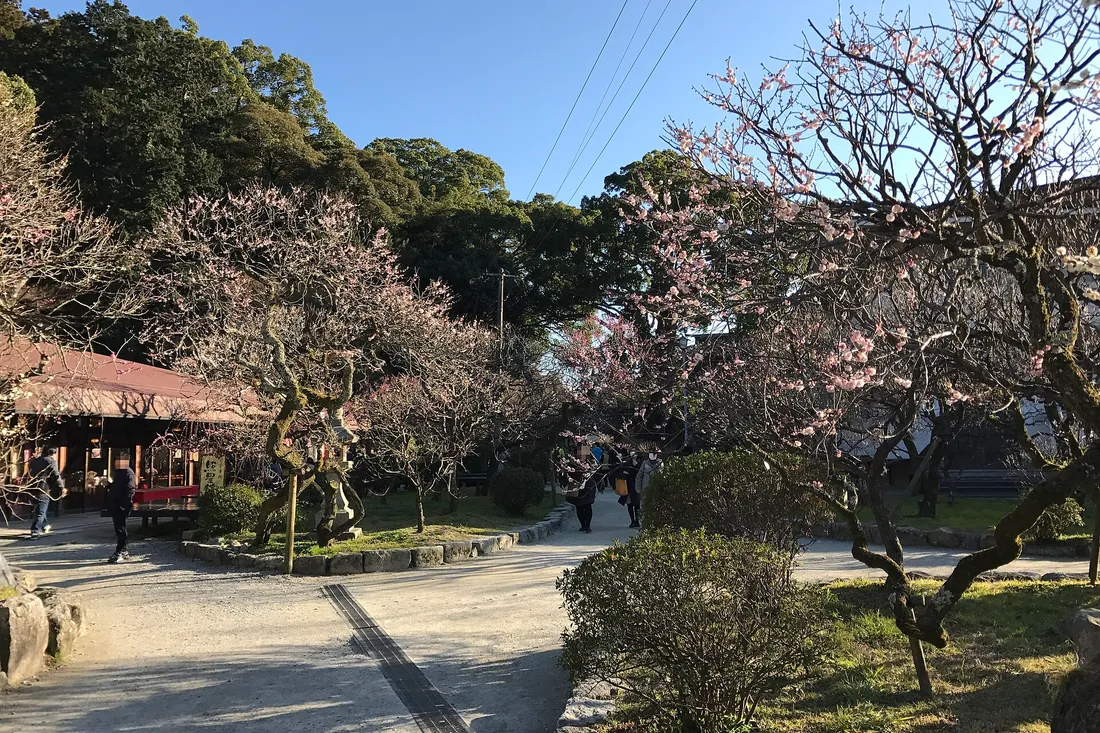 Plum trees in flower along a path in the grounds of Dazaifu Tenmangu