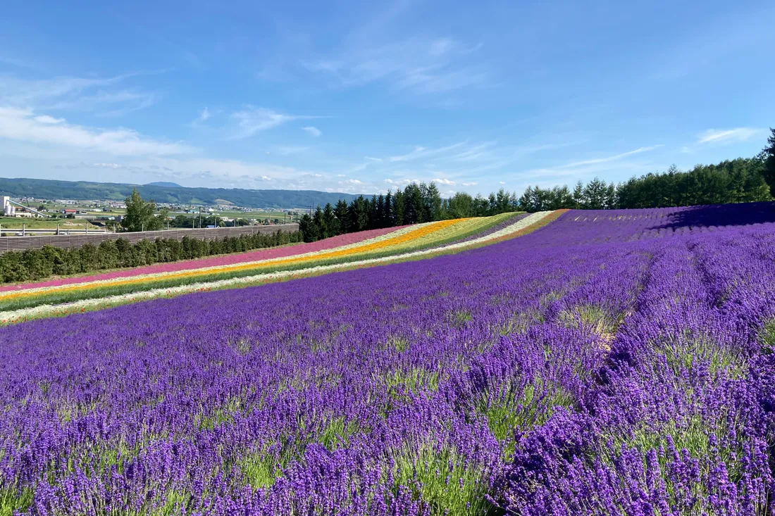 The striped Irodori field at Farm Tomita in mid-July