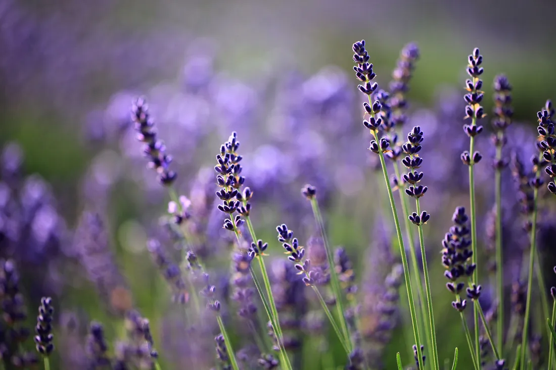 Lavender in flower at Farm Tomita