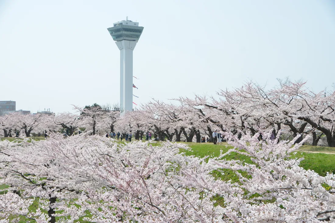 Cherry trees in full bloom in Goryokaku Park, with the tower behind