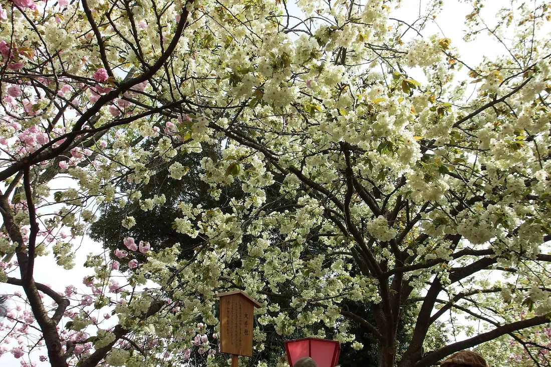 A pale, green-tinged cherry variety with its name board, one of the many kinds along the Japan Mint passage