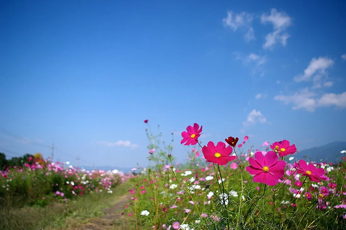 Pink and magenta cosmos against a blue sky at the Yume Cosmos Garden in Kameoka