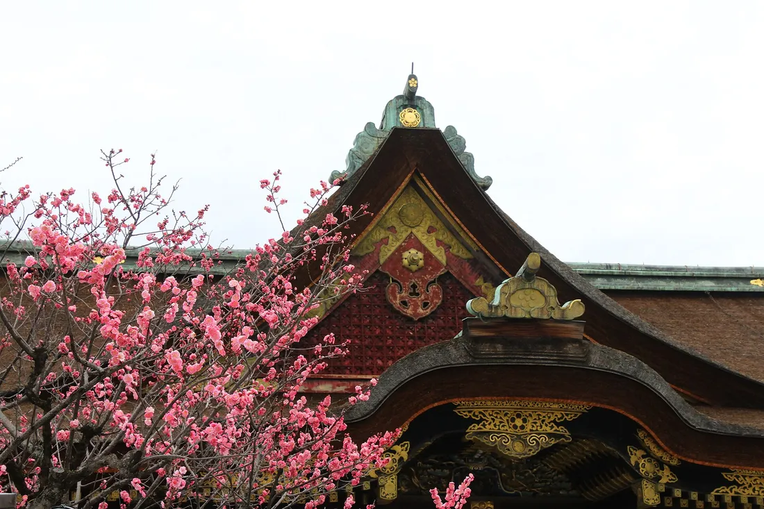 Pink plum blossom against the gabled roof of the main hall of Kitano Tenmangu