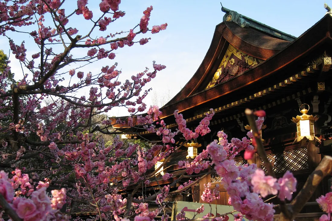Deep pink plum blossom in front of a lantern-hung hall at Kitano Tenmangu