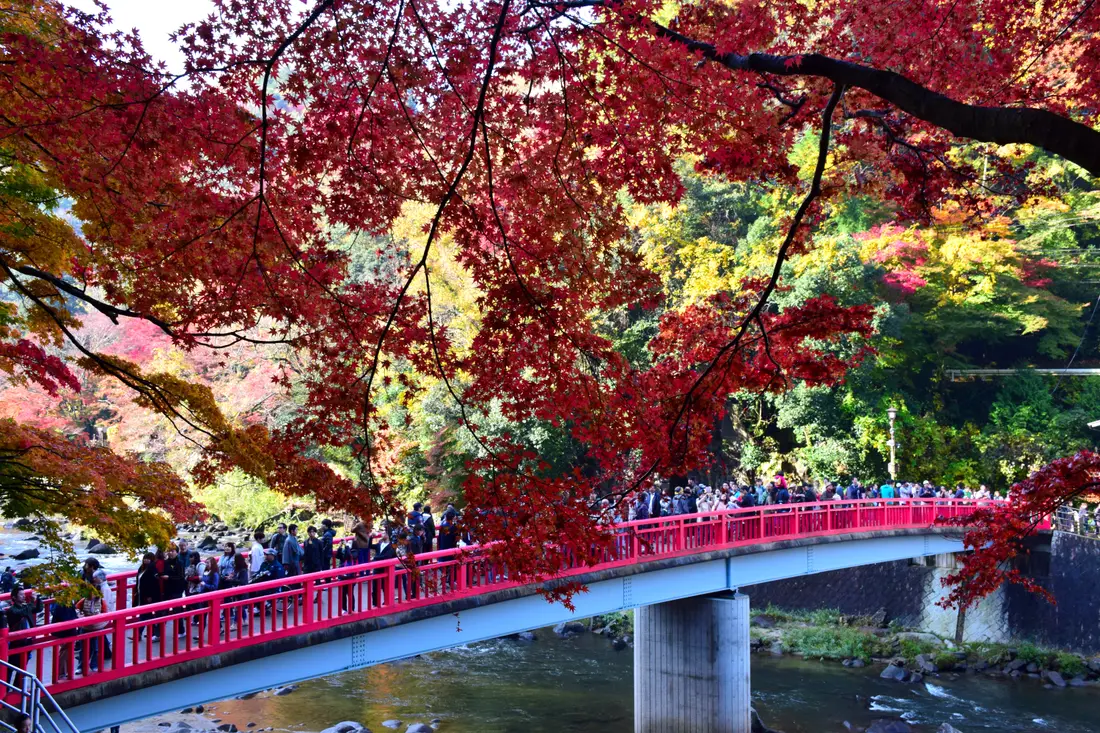 Red maples over the Taigetsukyo bridge at Korankei