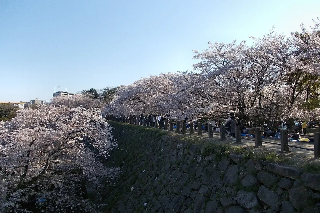 Cherry trees in full bloom along the stone ramparts of Fukuoka Castle, with picnic sheets laid out under them
