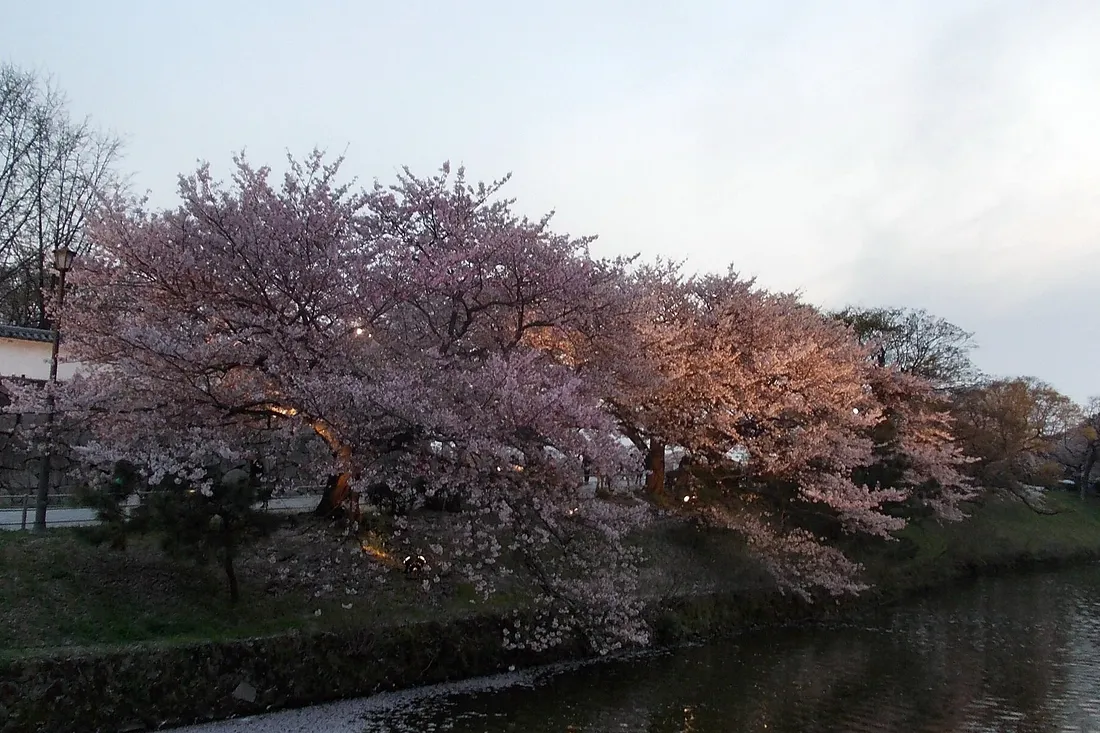 Cherry trees in bloom above the castle moat at dusk
