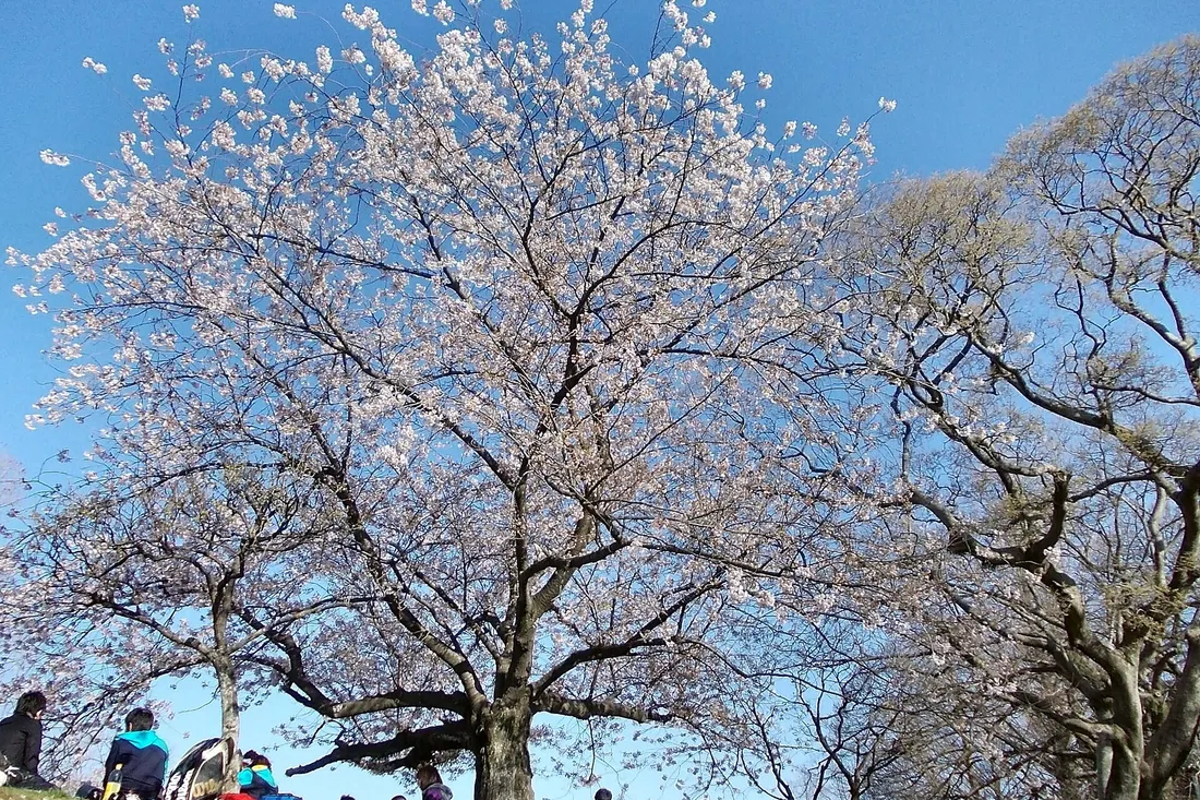 A large cherry tree in full bloom against a blue sky in Maizuru Park, with people sitting under it