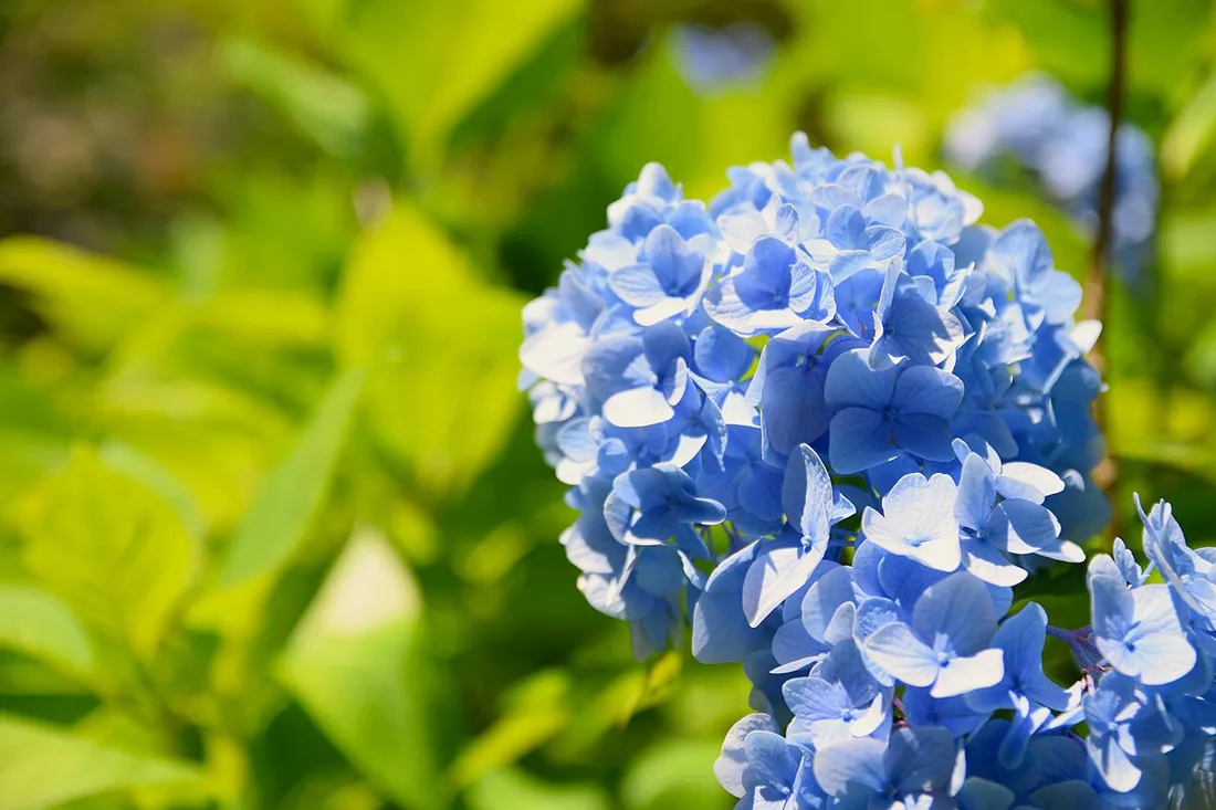 Hydrangeas in bloom along the path at Meigetsu-in in mid-June