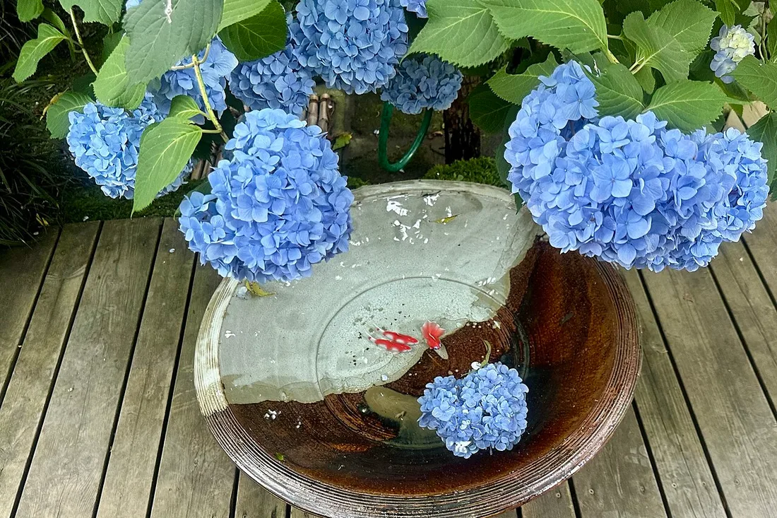 Blue hydrangeas over a water basin with goldfish at Meigetsu-in, the shade known as Meigetsuin blue