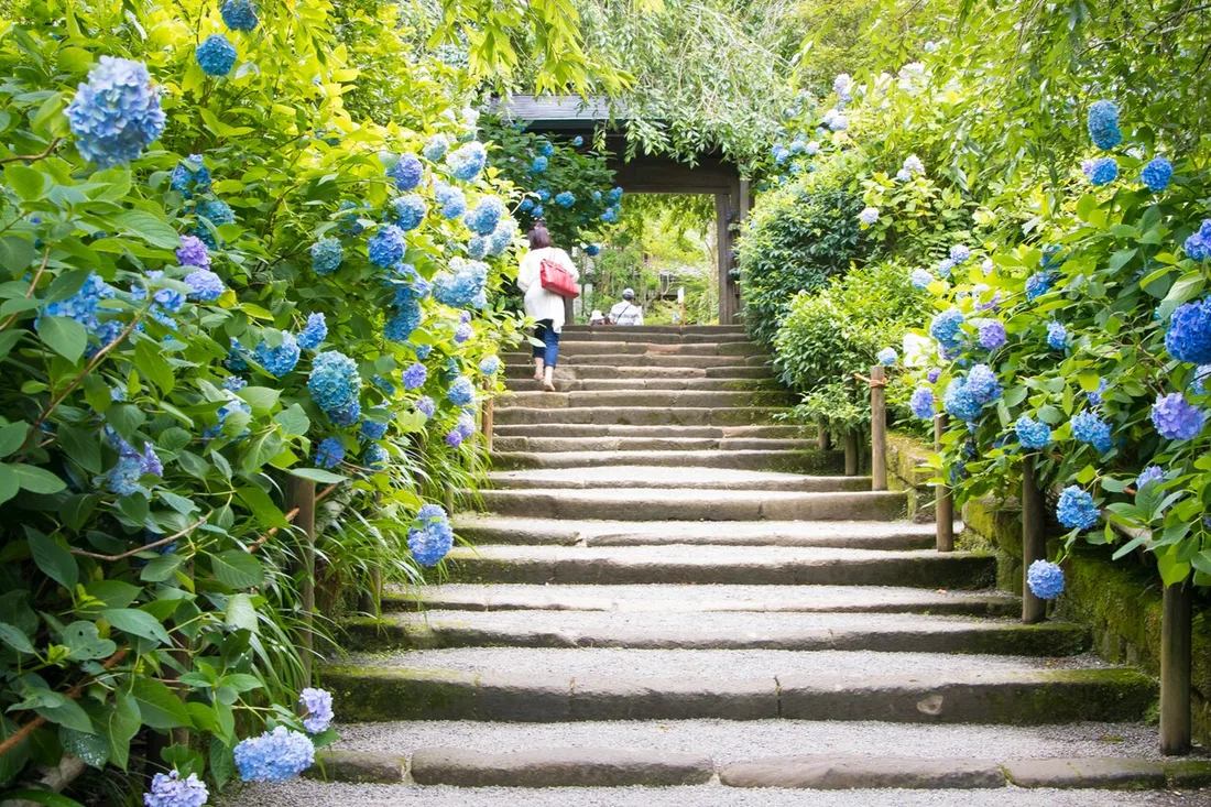 Hydrangeas beside the stone steps leading up to the temple gate of Meigetsu-in in late June