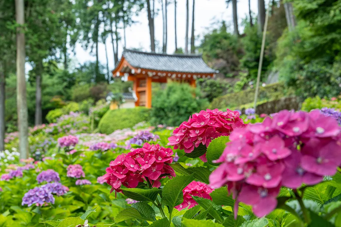 Pink hydrangeas in front of a vermilion gate at Mimuroto-ji