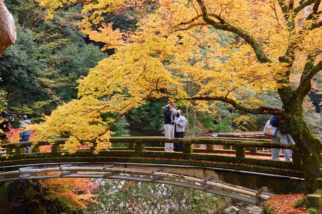 Visitors on a moss-covered arched bridge under yellow and orange maples in Minoo Park