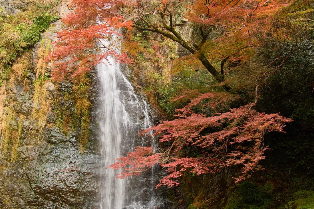 Minoo waterfall framed by red maples