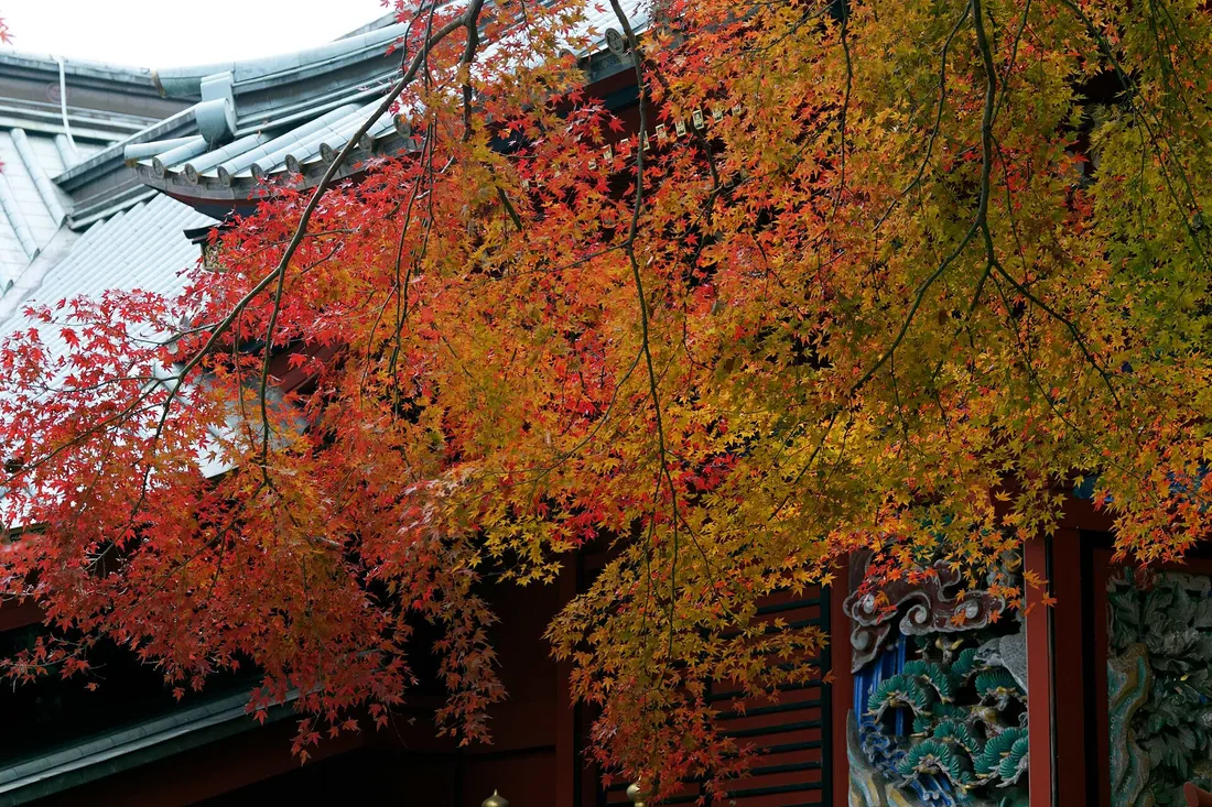 Red and orange maples against a hall of Yakuo-in temple on Mount Takao