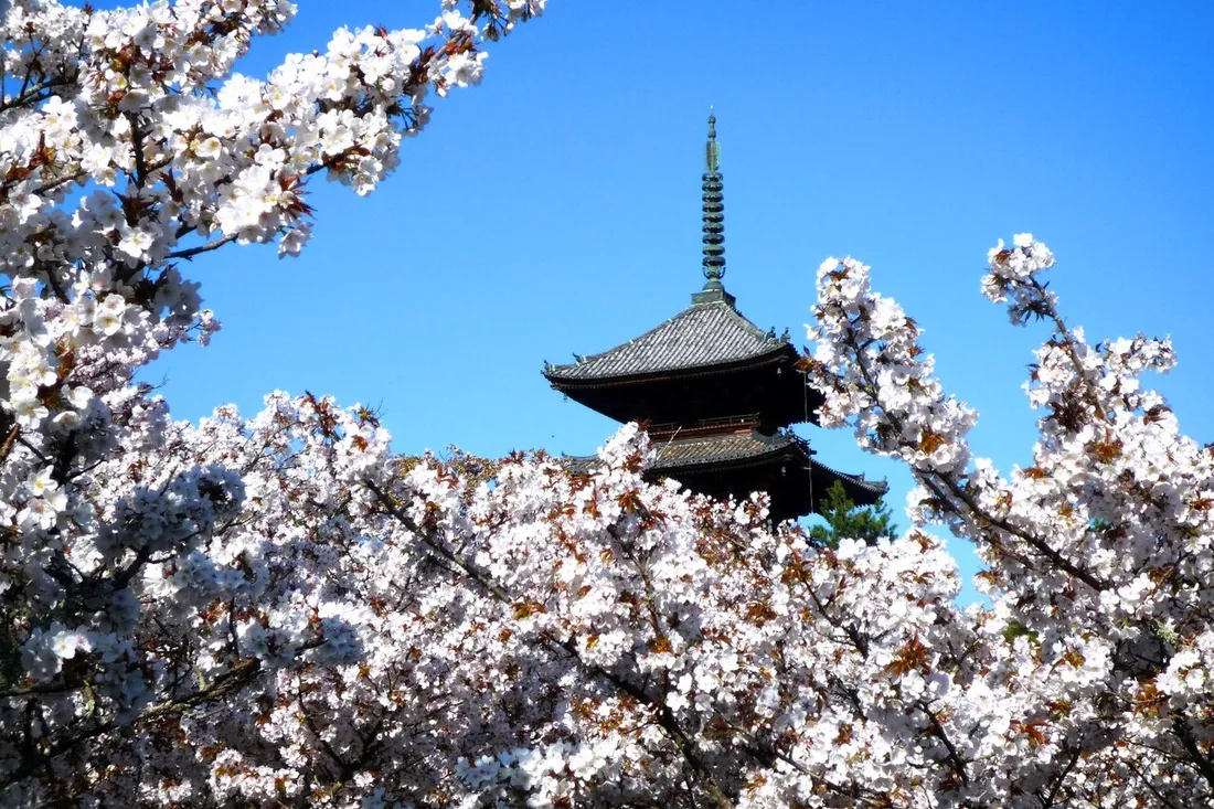 The five-storey pagoda of Ninna-ji rising above the Omuro cherries in full bloom