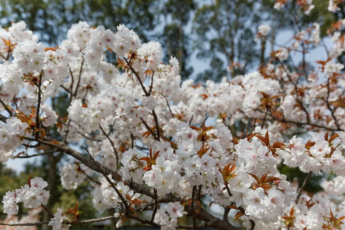 White cherry blossom at Ninna-ji in mid-April, when the late Omuro cherries flower