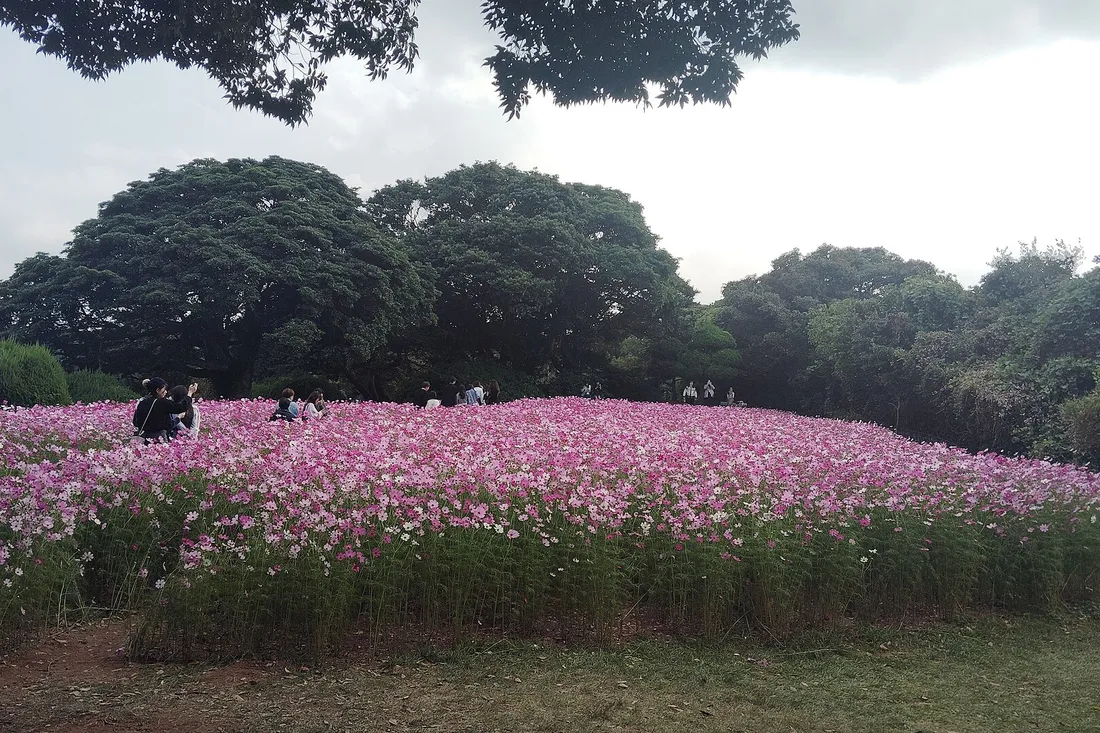 A field of late-blooming pink cosmos at Nokonoshima Island Park in early November