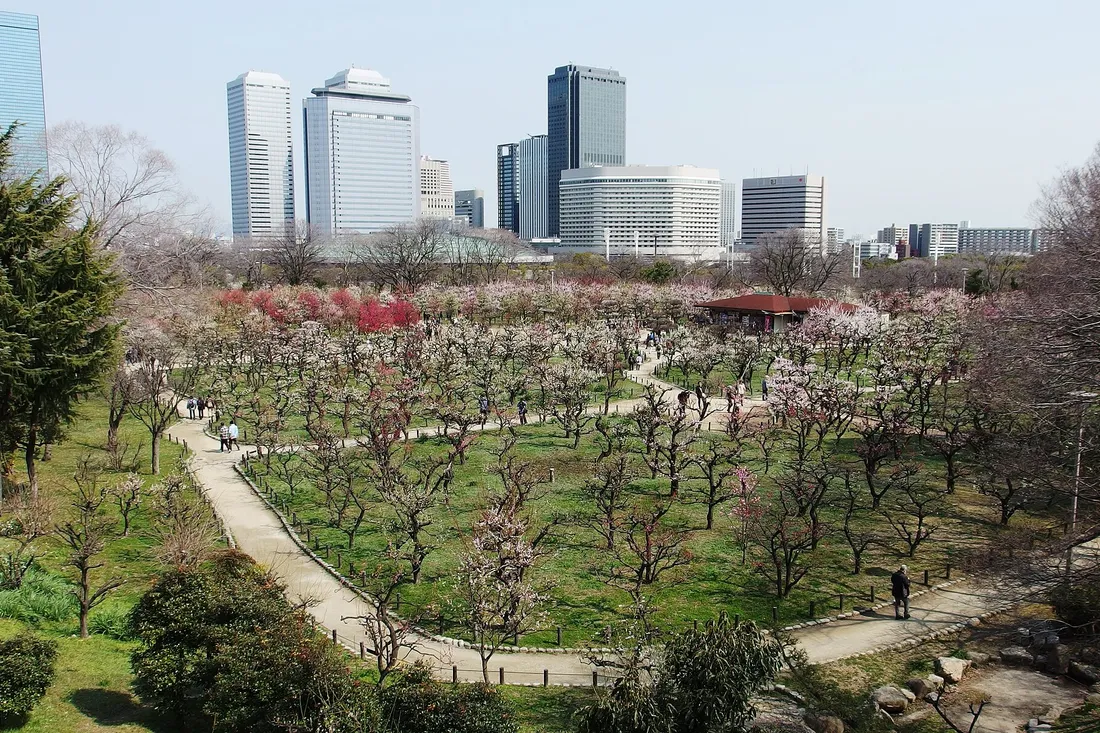 The plum grove of Osaka Castle Park seen from above, with the towers of Osaka Business Park behind