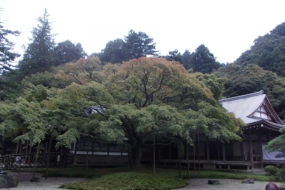 The great maple of Sennyo-ji spreading in front of the temple hall in late October, its crown just beginning to turn