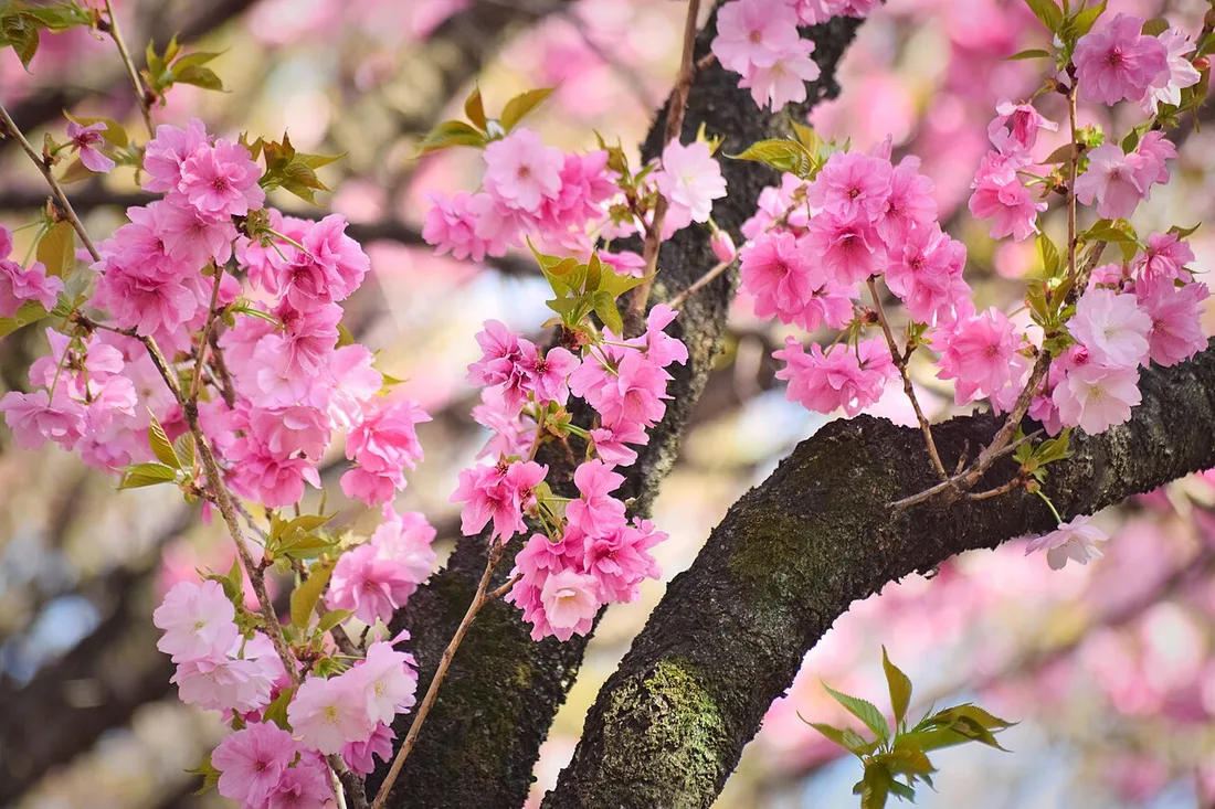 Deep-pink double cherry blossom close up at Shinjuku Gyoen at the end of March