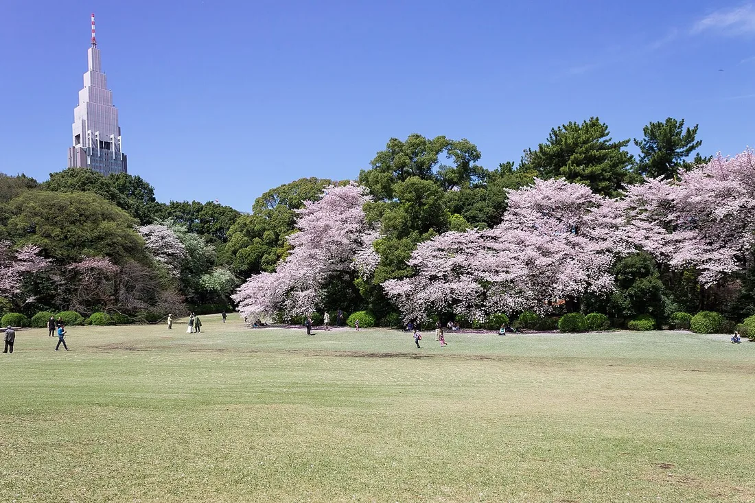 Cherry trees around the great lawn of Shinjuku Gyoen in April, with the Docomo tower behind