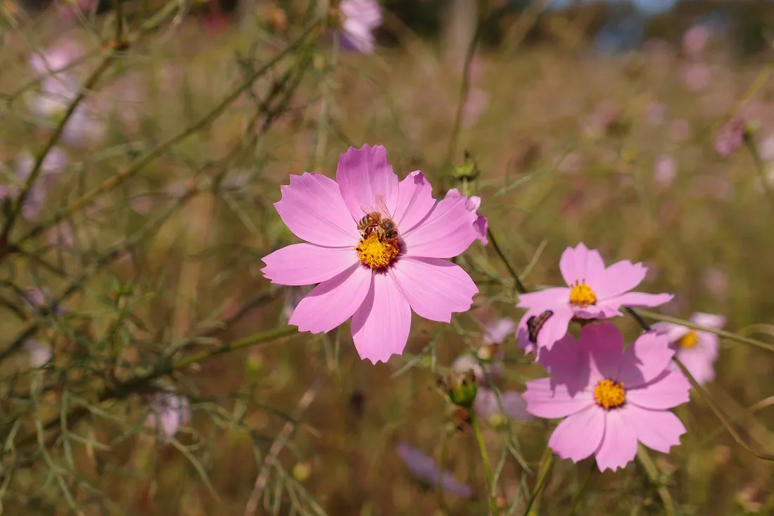Pink cosmos on the Flower Hill at Showa Kinen Park in late October