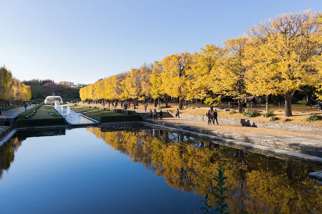 Ginkgo trees reflected in the pond at Showa Kinen Park