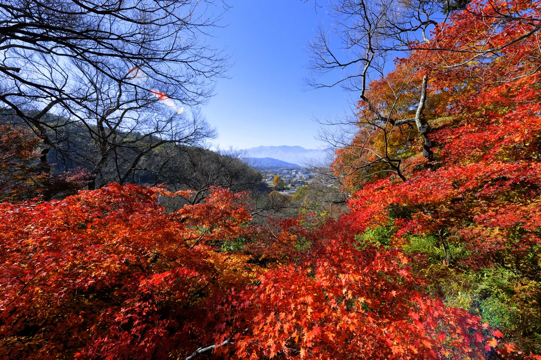 Red maples covering a slope of Takato Castle Park, with the valley and distant mountains beyond