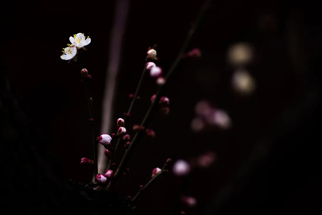 White and pink plum blossom at Yushima Tenjin after dark